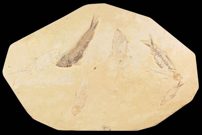 Fossil Fish Plate (Diplomystus & Knightia) - Wyoming #91589